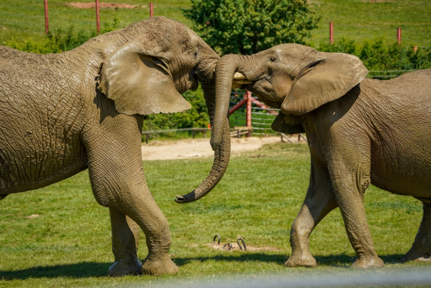 Elephants sparring at Noah's Ark Zoo Farm